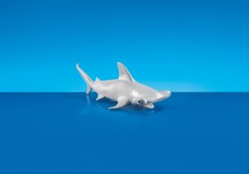 Hammerhead Shark (PM-6419)